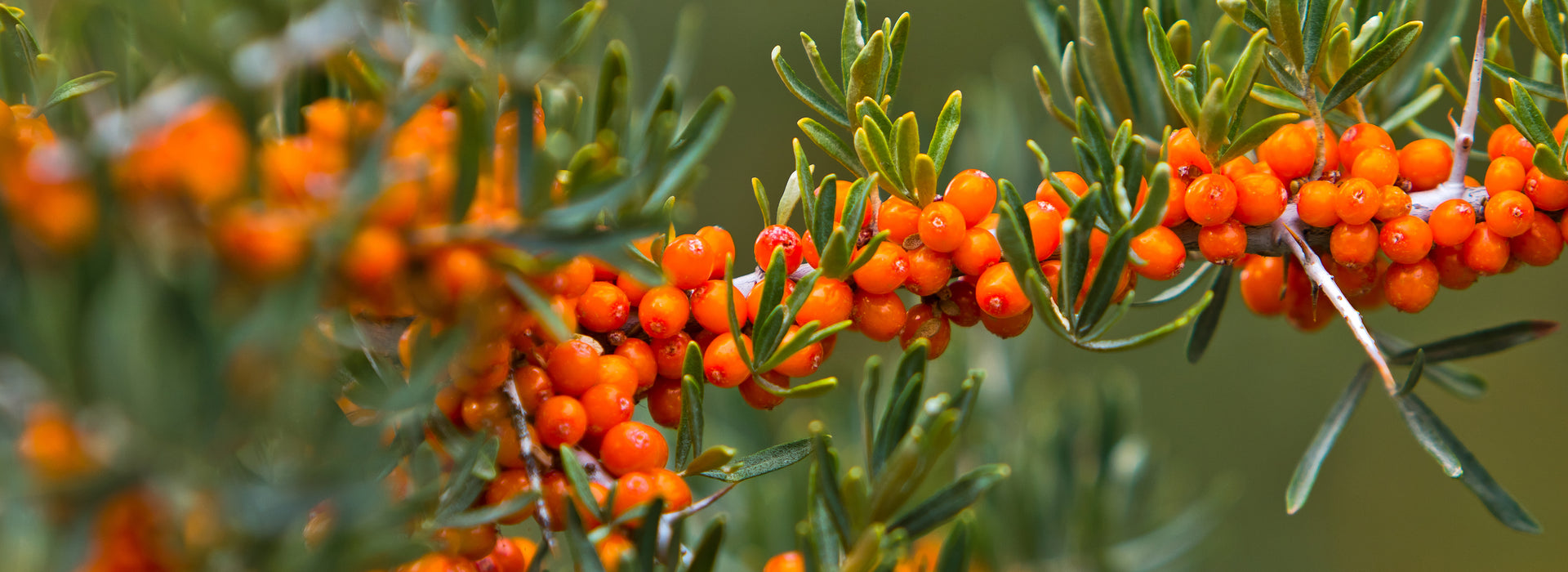 Sea Buckthorn