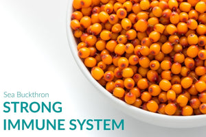 Sea Buckthorn to Strengthen & Enhance Your Immune System