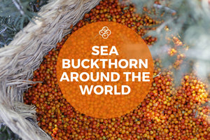 Sea buckthorn around the world