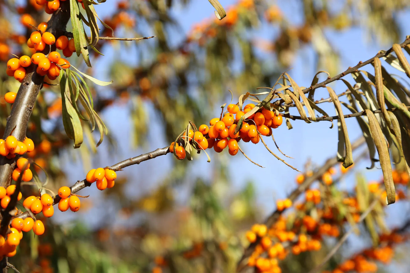 The Golden Elixir: Unveiling the Miracles of Sea Buckthorn