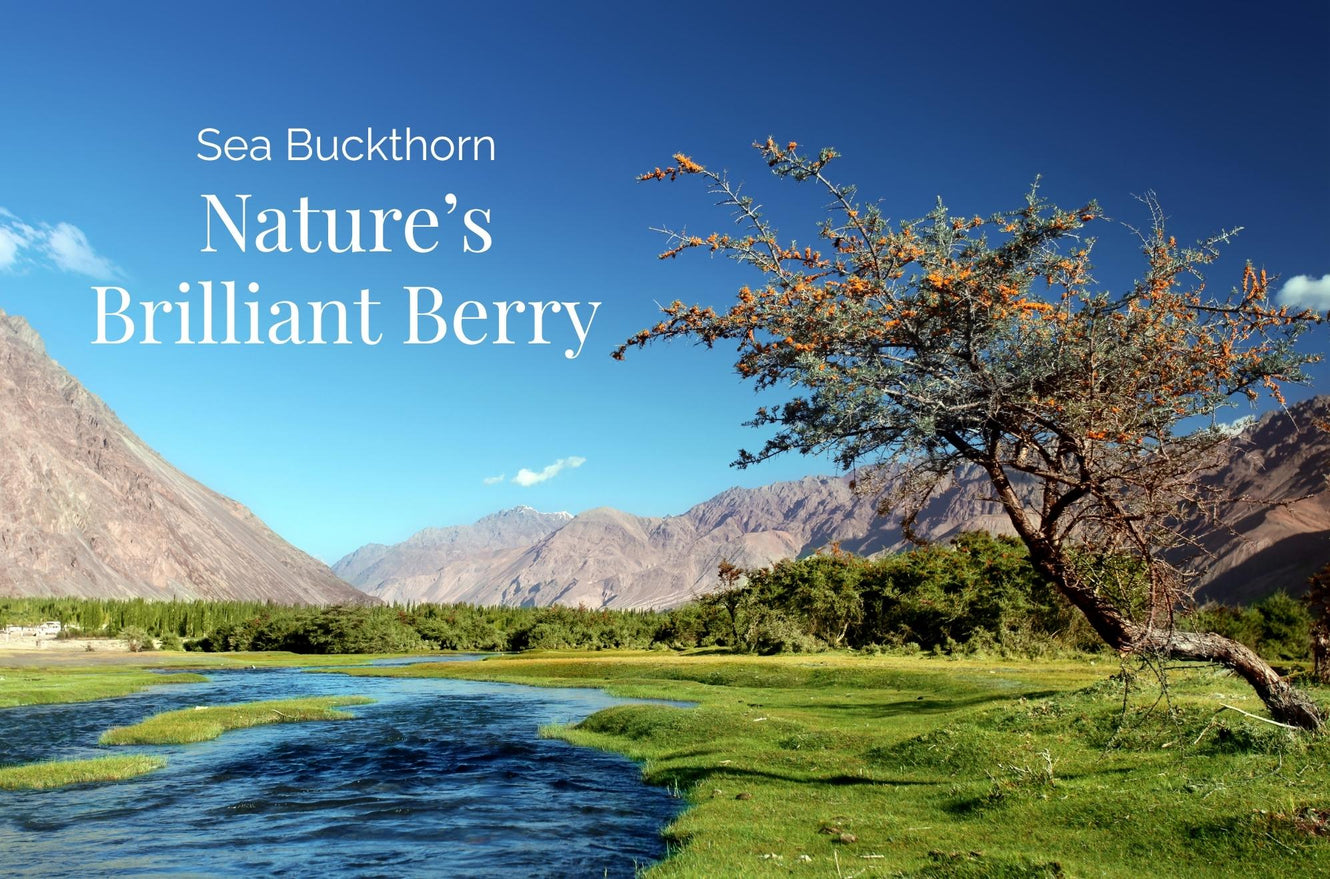Sea Buckthorn: Nature's Brilliant Berry