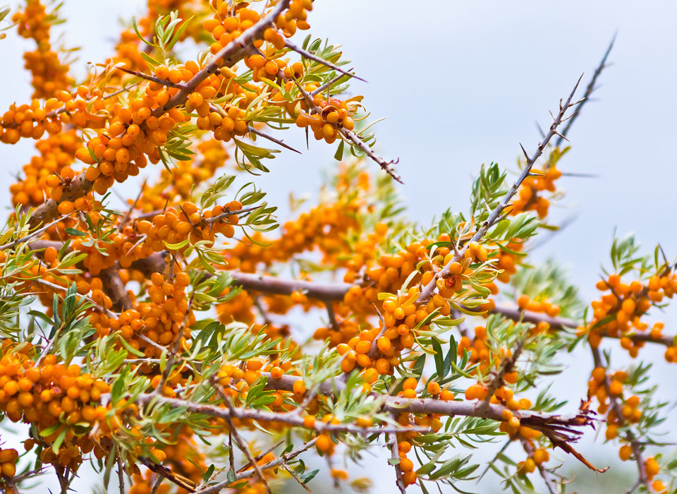 Branches of a sea buckthorn tree with sea buckthorn berries we use to make sea buckthorn juice