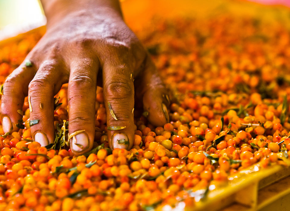 Hand sorting through a pile of sea buckthorn berries used to make sea buckthorn juice