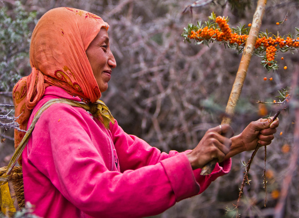 Wild grown sea buckthorn berries for sea buckthorn juice being hand harvested by woman